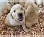 Small #8 Golden Retriever
