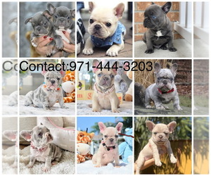 French Bulldog Puppy for sale in WILSONVILLE, OR, USA