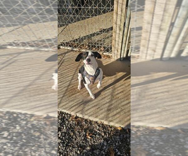 Medium Photo #1 Jack Russell Terrier-Unknown Mix Puppy For Sale in DuQuoin, IL, USA