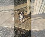 Small Jack Russell Terrier Mix