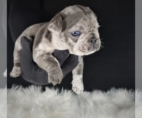 Medium Photo #1 French Bulldog Puppy For Sale in PORT READING, NJ, USA