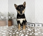 Small #5 Shiba Inu