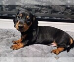 Puppy Coffee Jr Dachshund