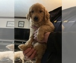 Small Photo #3 Golden Retriever Puppy For Sale in SCIO, OR, USA