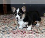 Small #4 Pembroke Welsh Corgi