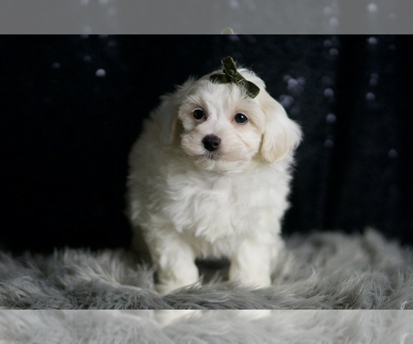 Medium Photo #3 Maltipoo (Miniature) Puppy For Sale in WARSAW, IN, USA