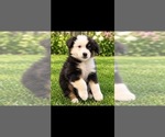 Puppy Forrest Australian Shepherd