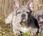 Small French Bulldog
