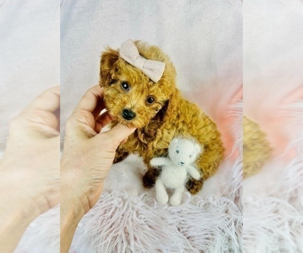 Medium Photo #19 Poodle (Toy) Puppy For Sale in DALLAS, TX, USA