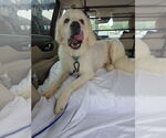Small #7 Great Pyrenees Mix