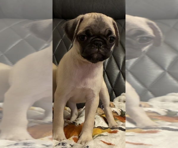 Medium Photo #10 Pug Puppy For Sale in SPRINGFIELD, MO, USA