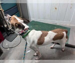 Memphis - Male Shepradors Dog for Adoption - Photo #7