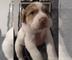 Small Photo #2 American Pit Bull Terrier-Siberian Husky Mix Puppy For Sale in JACKSONVILLE, FL, USA