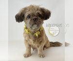Small Shih Tzu