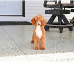 Small #3 Poodle (Miniature)