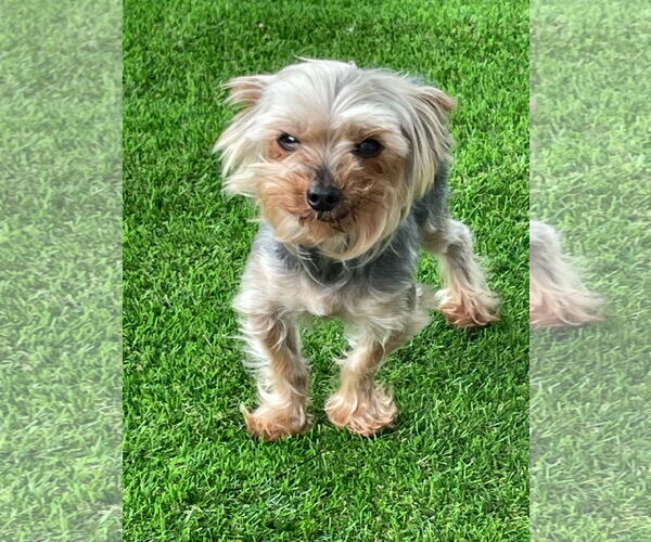 Medium Photo #6 Mutt Puppy For Sale in St. Louis Park, MN, USA