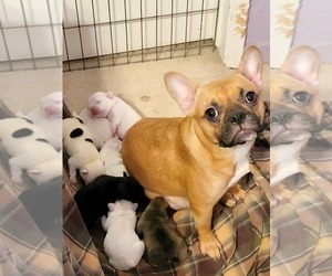 Mother of the French Bulldog puppies born on 07/18/2022