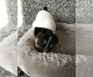 Jack Russell Terrier Puppy for sale in APPLE CREEK, OH, USA