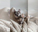 Saint - Female French Bulldog Puppy for Sale - Photo #4