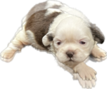 Puppy 1 Shih Tzu
