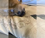 Small #1 French Bulldog