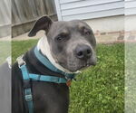 Small #6 American Pit Bull Terrier