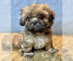 Small Photo #1 Shih Tzu Puppy For Sale in PARSONS, KS, USA