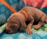 Small Photo #2 Weimaraner Puppy For Sale in POINT ROBERTS, WA, USA