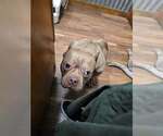 Small American Pit Bull Terrier Mix