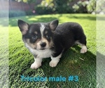 Small #4 Pembroke Welsh Corgi