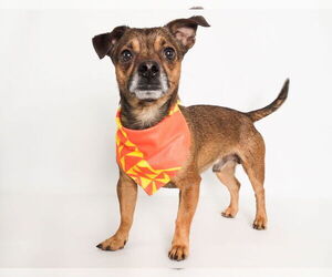 Jack Chi Dogs for adoption in phoenix, AZ, USA