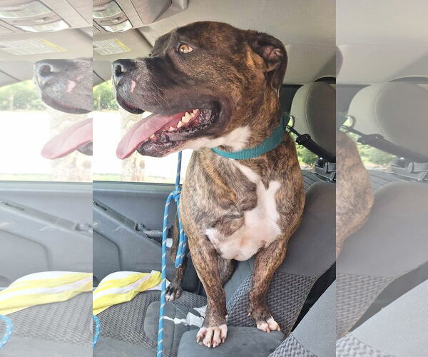 Medium Photo #2 American Pit Bull Terrier Puppy For Sale in Virginia Beach, VA, USA