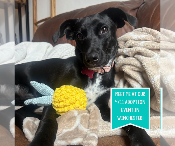 Medium Photo #13 Mutt Puppy For Sale in Boston, MA, USA