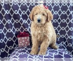 Small #10 Labradoodle