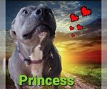 Small Photo #2 American Pit Bull Terrier Puppy For Sale in Mexia , TX, USA