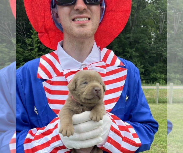 Medium Photo #7 Labrador Retriever Puppy For Sale in NEOLA, WV, USA