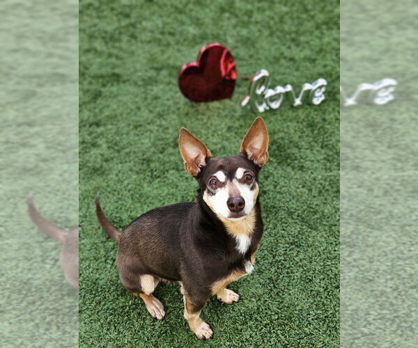 Medium Photo #6 Chipin Puppy For Sale in oakland, FL, USA