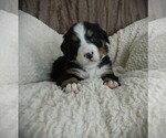 Puppy Eva Bernese Mountain Dog