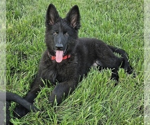 German Shepherd Dog Puppy for sale in EOLIA, MO, USA