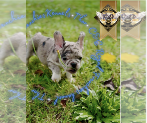 French Bulldog Puppy for sale in HARRISON, TN, USA