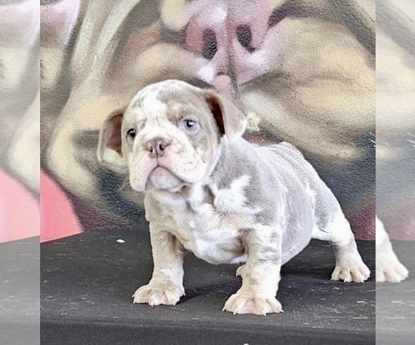 Medium Photo #3 English Bulldog Puppy For Sale in NORTH HAMPTON, NH, USA