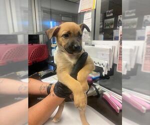 German Shepherd Dog-Unknown Mix Dogs for adoption in Stockton, CA, USA