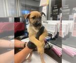 Small German Shepherd Dog Mix
