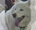 Small #1 Siberian Husky