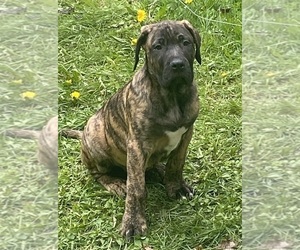 Presa Canario Puppy for sale in ANSON, ME, USA