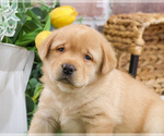 Small #18 Labrador Retriever