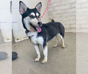 Medium Alaskan Klee Kai