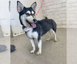 Small Alaskan Klee Kai