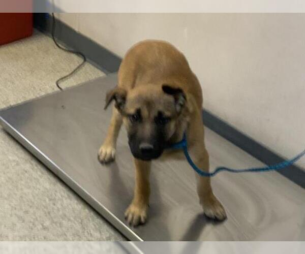 Medium Photo #1 German Shepherd Dog-Unknown Mix Puppy For Sale in Visalia, CA, USA