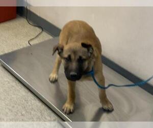 German Shepherd Dog-Unknown Mix Dogs for adoption in Visalia, CA, USA